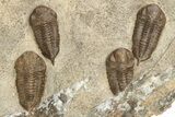 Cluster Of Ordovician Trilobites (Sokhretia?) - Erfoud, Morocco #233898-1